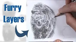 How to Draw a Grizzly Bear