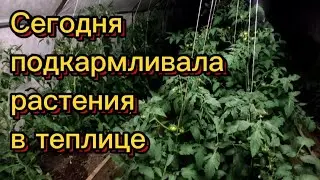 Подкормила огурцы, перец и томаты. Купаю огурцы💦