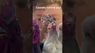 @caseoh_