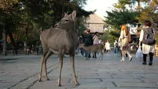 Nara - Ancient Deer City | Lumix GH6 | 4K Cinematic