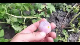 День два.на Юг в Деревню.