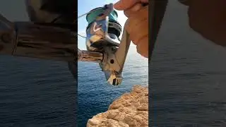 Bonita captura pescado de roca