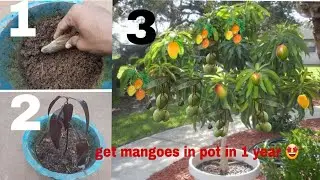 बाजार से लाया हुआ आम घर पर pot मे उगाए और 200 से 300 आम पाये ।🥭😍