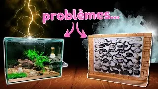 J’entends mes fourmis (je devrais pas) ! Camponotus nicobarensis