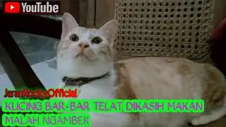 Kucing Bar-bar Telat Dikasih Makan Malah Ngambek Terus Ketiduran