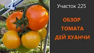 Томат Дей Хуанчи. Отлично хранится!