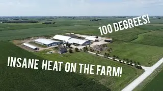 How we keep 650 cows cool in 100-degree weather