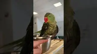 Как купаются попугаи 🦜🤣🤣