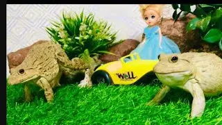 Unbelievable two brothers frog are best body gurd