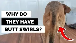 8 Questions You Never Dared to Ask About Your Dog’s Butt