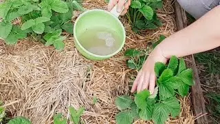 СРОЧНО подкормите КЛУБНИКУ ВО ВРЕМЯ ЦВЕТЕНИИЯ!