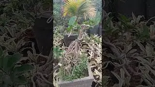 BONSAI KECIL BERFANTASI TINGGI#shorts