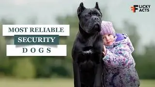 Most Wanted Security Dogs In The World 2024 | Guard Dogs
