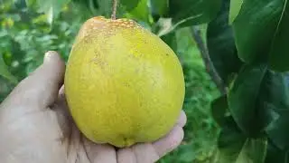 Азійська грушка сорт Олімпік (pear Olimpik). Плоди кожен рік різняться по формі