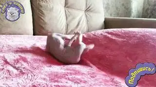 Очень Весёлая И Игривая Кошка Сфинкс