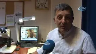 'Sarı Kız' Zararlı Değil Yararlı