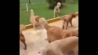 Идем все купаться