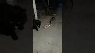 Главное, чтобы все были сыты и здоровы!