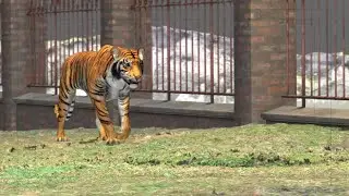 Tiger Walk Cycle Animation | Realistic 3D Creature Animation
