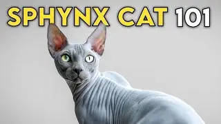 Sphynx Cat 101 - Learn ALL About Them!