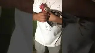 ☆LiL PEEP☆   Fatnick vs goat and chicken