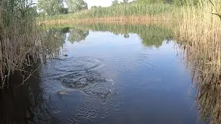 РЫБАЛКА В КРАСИВОМ МЕСТЕ НА ОЗЕРЕ!!! ЛОВЛЮ С МОСТИКА КАК В ДЕТСТВЕ!!! РАЗВЕДКА НА САЗАНА!!!