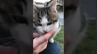 A kitten licking my finger. Loud!