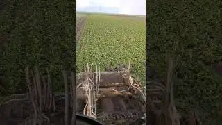 Уборка сахарной свеклы