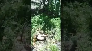 Сад Железова ждет гостей из Иркутска.  (Отрывок)
