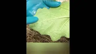 Паутинный клещ на баклажанах, не 