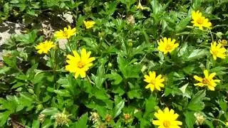 安圃村看隱世小野菊花田