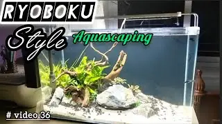 Ryoboka Style Aquascape by Afsha's fish world kolkata #ryoboka #aquarium #fish #video36 #aquascape