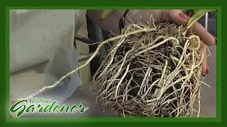Root Cuttings | Volunteer Gardener