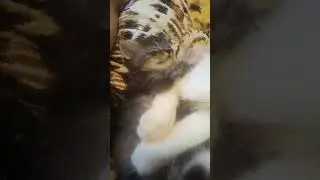 Кошка брыкается .