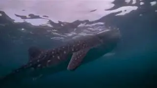 Two Atmospheres | 4K Sony a6500 Underwater