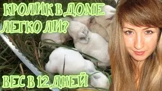 Разведение кроликов 2021. Кролик в доме. Вес крольчат в 12 дней. Воняют ли кролики?