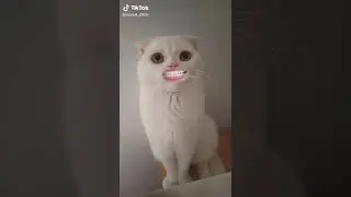 Кот говорящий рот. Ты что попутала рамсы?
