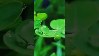 Macro photography with iPhone 13pro 