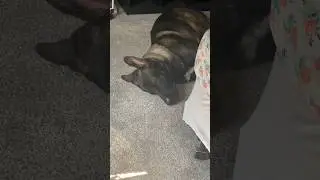 Power naps are important!🐶💖🤪 #cutedogs #germanshepherd #dog #funnydogs #dogs
