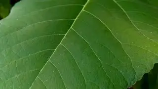 Who loves Nature? official Trailer! Nature filmmaking