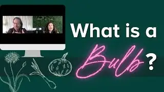 What is a Bulb Plant? // Bulb for Beginners