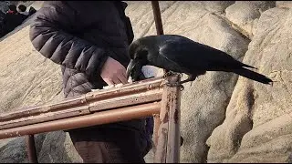 등산객에게 먹을 거 보채는 까마귀