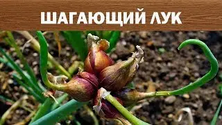 Шагающий Лук  живородящий как посадить