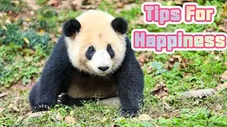 【Panda Billboard】Episode 267 Pandas’ Tips For Happiness | iPanda