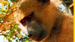 Des jeunes lions grimpent dans les arbres pour capturer des babouins