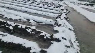 Потоп на клубнике! Опять заливает, что делать ?