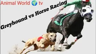 Greyhound vs Horse Racing #animalworldtv