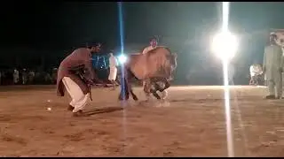 Random internet Video 4 hourse  random internet Video 5
