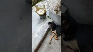 #doglovers #funnyshorts #weekendmasti