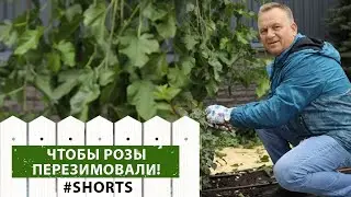 А вы знали? Что нужно делать с розами осенью? 